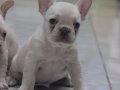 Premium Kalite French Bulldog Platinum