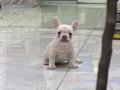 Premium Kalite French Bulldog Platinum