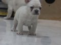 Premium Kalite French Bulldog Platinum