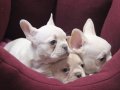 Premium Kalite French Bulldog Platinum