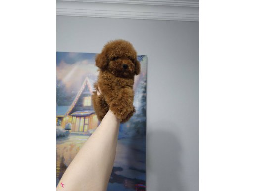 Toy poodle red browni