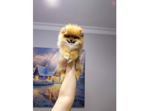 Pomeranin byby face teakup