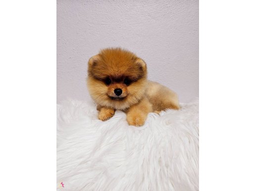 Pomeranin byby face