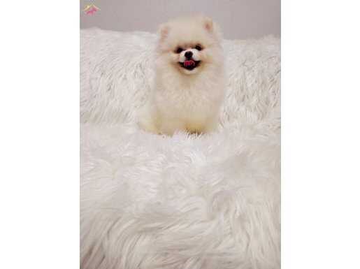 Pomeranin byby face