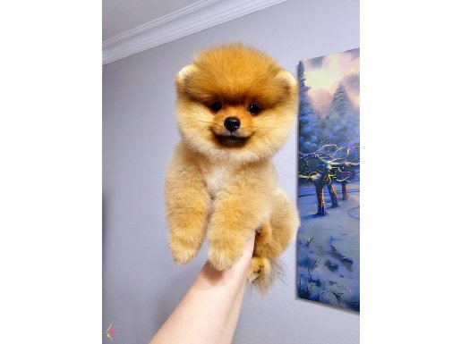 Pomeryan