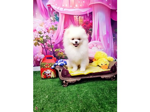 Pomeranin byby face