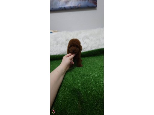 Toy poodle redbrown