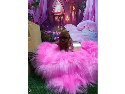Teakup poodle