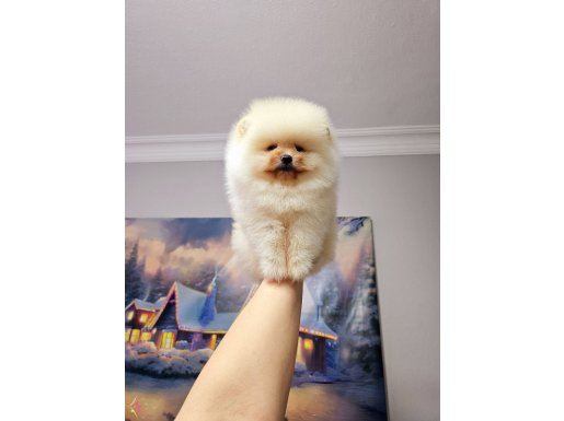 Pomeranin byby face