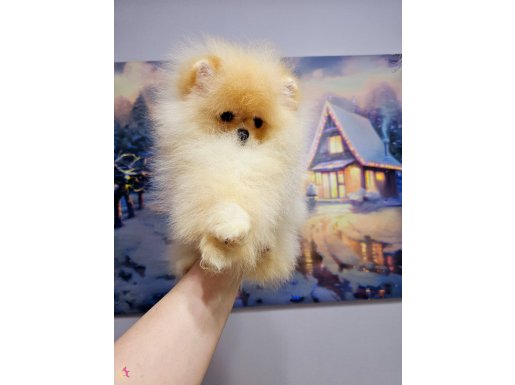 Pomeranin byby face teakup