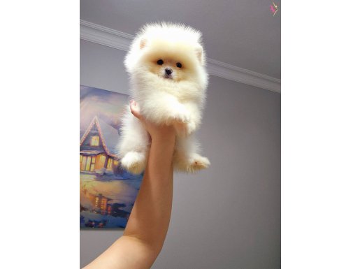 Pomeranin byby face