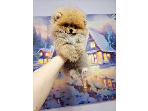 Pomeranin byby face