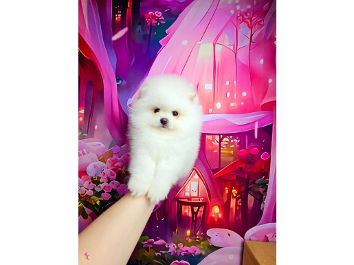 Pomeranin byby face