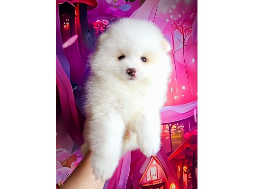 Pomeryan