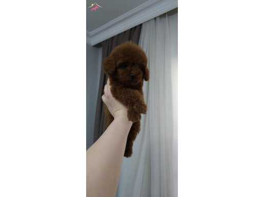 Kore poodle