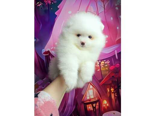 Pomeranin byby face