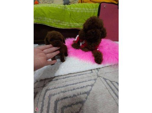 Teakup poodle byby face