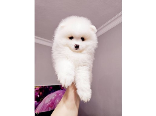 Pomeryan