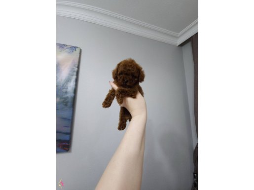 Teakup redbrown poodle