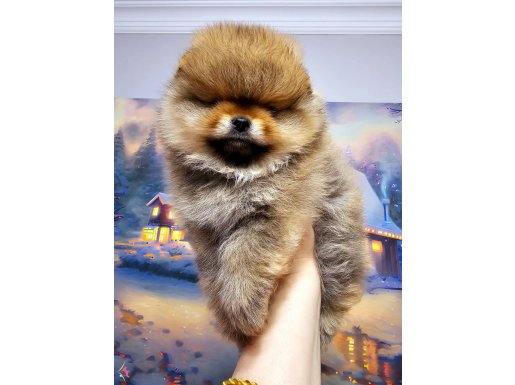 Pomeranin byby face