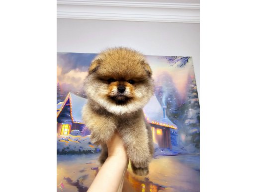 Pomeranian byby face