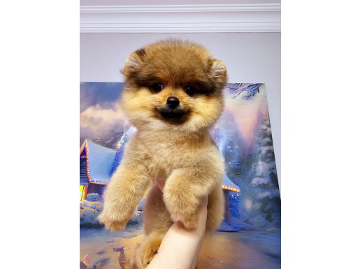 Pomeranin
