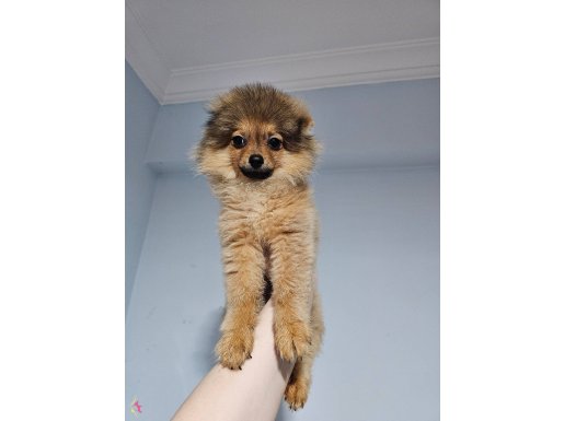 Pomeranian şpits