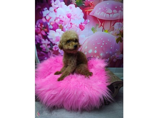 Toy poodle 