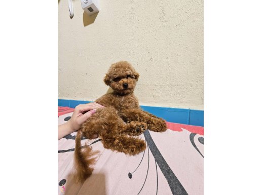 Toy poodle red