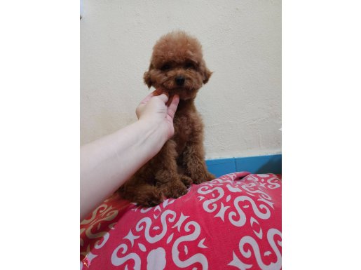 Toy poodle
