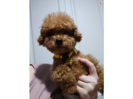 Toy poodle 