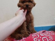 Toy poodle