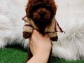 Kore toy poodle red brown
