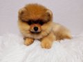 Pomeranin byby face
