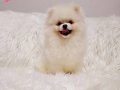 Pomeranin byby face