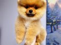 Pomeryan