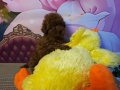 Teakup poodle kore