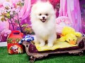 Pomeranin byby face