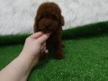 Toy poodle redbrown