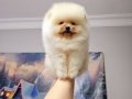 Pomeranin byby face