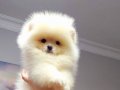 Pomeranin byby face