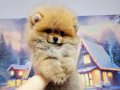 Pomeranin byby face