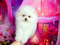 Pomeranin byby face