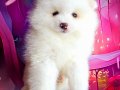 Pomeryan