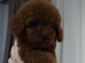 Kore poodle