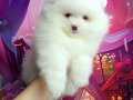 Pomeranin byby face