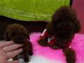 Teakup poodle byby face