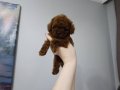 Teakup redbrown poodle