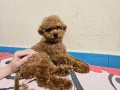 Toy poodle red