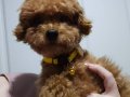 Toy poodle 